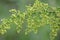 Annual sagebrush (Artemisia annua) grows in nature