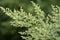 Annual sagebrush (Artemisia annua) grows in nature
