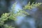 Annual sagebrush (Artemisia annua) grows in nature