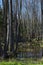 Annual spring floods in Belarusian forests.