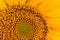 Annual sunflower is grown for the production of sunflower oil from seeds, which is then used for cooking and for technical needs,