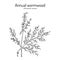 Annual wormwood or sweet sagewort Artemisia annua , medicinal plant