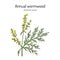 Annual wormwood or sweet sagewort Artemisia annua , medicinal plant