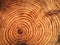 Annular rings on spruce wood