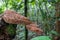 Annulated tree boa Corallus annulatus from rainforest jungle