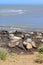 Ano Nuevo State Park with Elephant Seals on Beach, California, USA