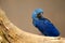 Anodorhynchus leari - Lears macaw in Brazil