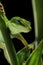 Anole lizard