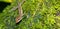 Anole Lizard, Corcovado National Park, Costa Rica