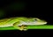 Anole lizard on a plant stem at night.