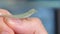 Anoles Lizard Reptile Closeup