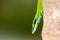 Anolis