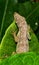 Anolis aeneus (bronze anole) lizard