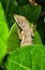 Anolis aeneus (bronze anole) lizard on the leaf of an Ixora tree