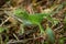 Anolis biporcatus - neotropical green anole or giant green anole, species of lizard, reptile found in forests in Mexico, Central