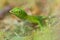 Anolis biporcatus - neotropical green anole or giant green anole, species of lizard, reptile found in forests in Mexico, Central