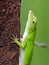 Anolis biporcatus - neotropical green anole or giant green anole, species of lizard, reptile found in forests in Mexico, Central