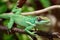 Anolis equestris lizard on a tree