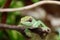 Anolis equestris lizard on a tree