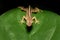 Anolis Limifrons, Cano Negro, Costa Rica