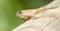 Anolis lizard