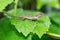 Anolis polylepis, small lizard in Quepos, Costa Rica wildlife