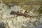 Anolis sagrei, brown anole