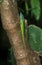 ANOLIS VERT anolis carolinensis