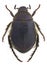 Anomala devota, a scarab from Europe