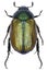 Anomala dubia beetle specimen