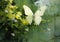 Anomalous Encounter: The Brave White Butterfly on the Mint Tree