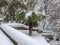 An anomalous phenomenon on the holy Mount Athos, snow fell and covered green trees