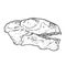 Anomodont Ulemica Invisa fossilized skull hand drawn sketch image. Paleontology bones fossil illustration drawing. Vector stock