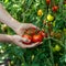 Anonymous Gardener Harvesting Picking Ripe Tomatoes from Lush Green Bush