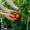 Anonymous Gardener Harvesting Picking Ripe Tomatoes from Lush Green Bush