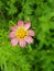 Anonymous small pink flower.