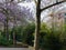 Anonymous street cleaning with springtime green sidewalk flowering Paulownia trees