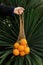 Anonymous young woman`s hand holding organic oranges