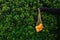 Anonymous young woman`s hand holding organic oranges