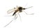 Anopheles mosquito