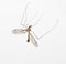 Anopheles mosquito, crane fly