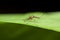 Anopheles mosquito on green leaf