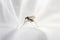 Anopheles sp. is a species of mosquito in the order Diptera