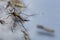 Anopheles sp. is a species of mosquito in the order Diptera, Anopheles sp. in the water.