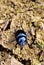 Anoplotrupes stercorosus - dor beetle