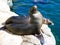 Another angle of the sea lions by the pool. Aquarium of the Pacific, Long Beach, California, USA