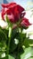 Another close-up of a red rose