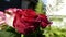 Another close-up of a red rose. to be used as a background