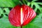 Another Red Anthurium