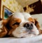 Another sleeping Cavalier King Charles Spaniel